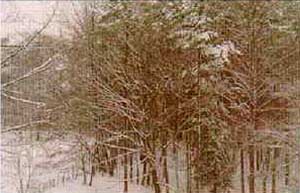 Winter in Appalachia